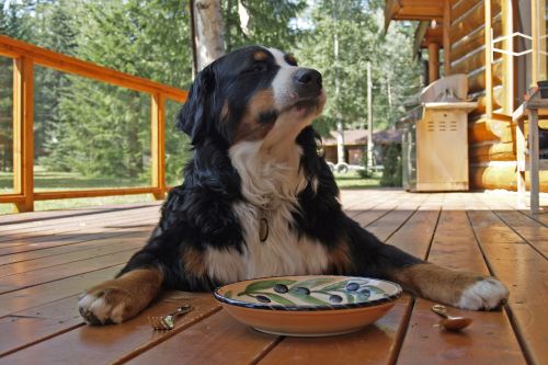 bernese mountain dog sitting waiting