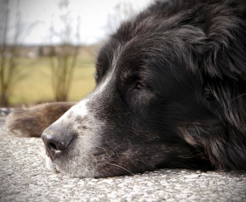 bernese mountain dog senior rest