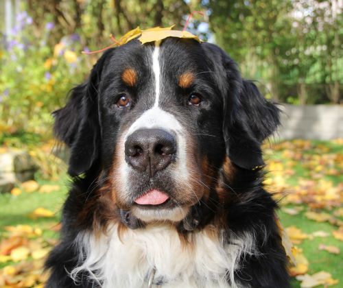 bernese mountain dog autumn animal photos