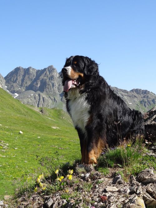 bernese mountain dog animal picture dog