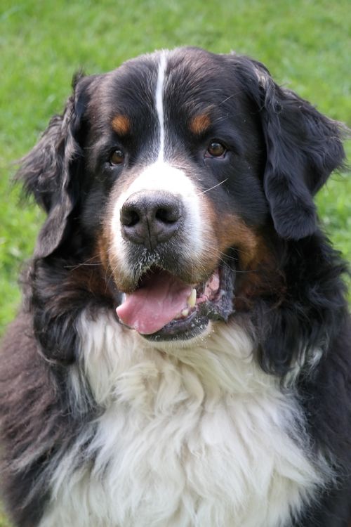 bernese mountain dog animal picture dog