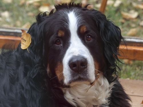 bernese mountain dog head portrait