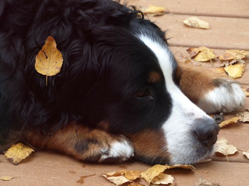 bernese mountain dog resting head