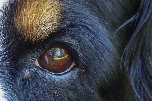 bernese mountain dog eye fur
