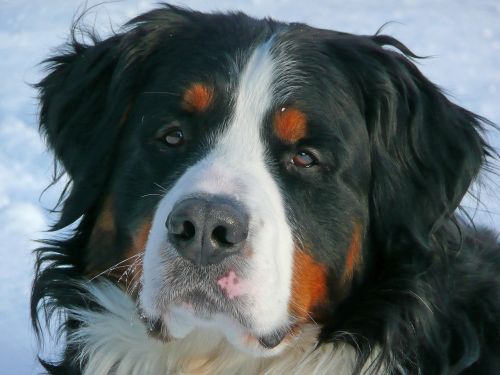 bernese mountain dog dog pet