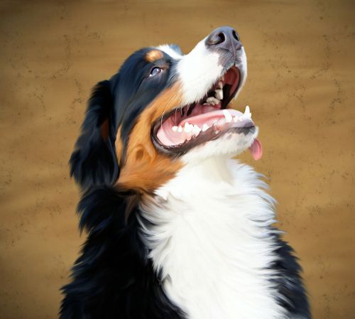 bernese mountain dog dog animal