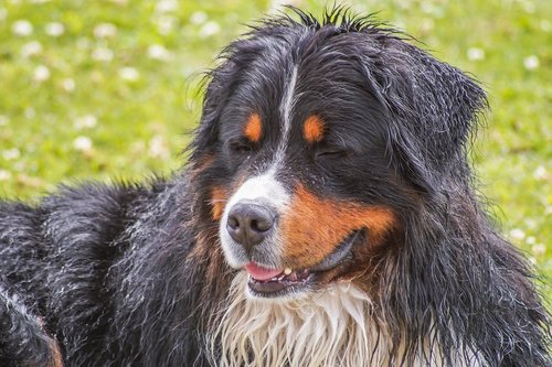 bernese mountain dog  dog  animal