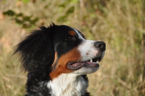 bernese mountain dogs dog youngster