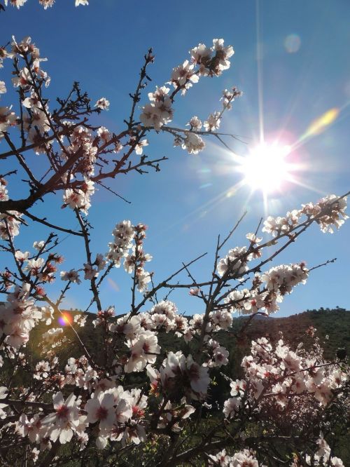 bernia almond blossom spring