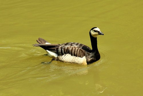 bernikla canadian  goose  bird
