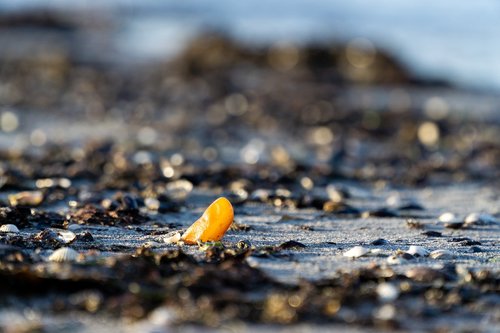 bernstein  beach  sea