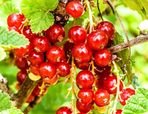 berries currants red