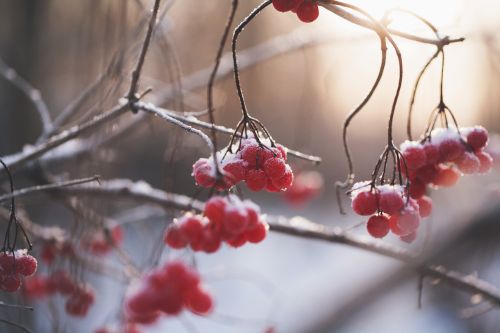 berries winter snow