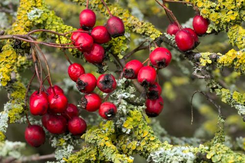 berries red hawthorn