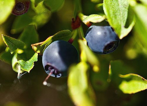 berries undergrowth fruit