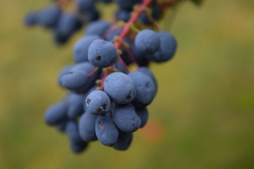 barberry mahonia bealei berries
