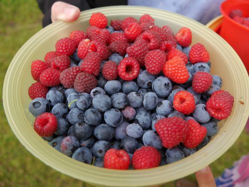 berries fruits fruit