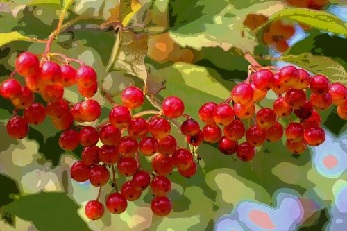 berries autumn color