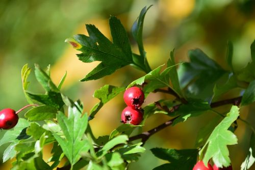 berries rowanberries bush