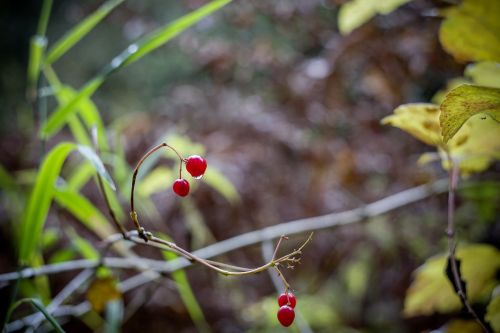 berries autumn branch