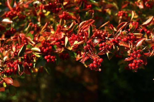 berries red october