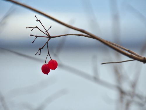 berries branch decoration