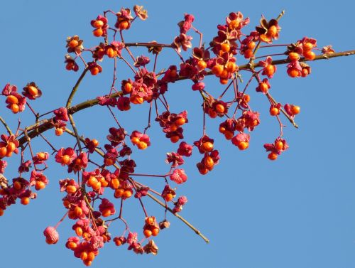 berries red winter