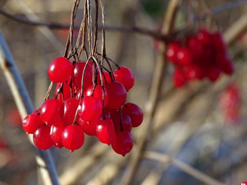 berries fruits red