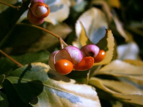 berries berry fruits