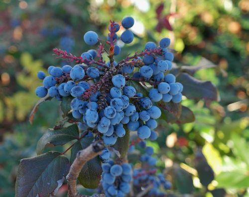 berries blue fruit