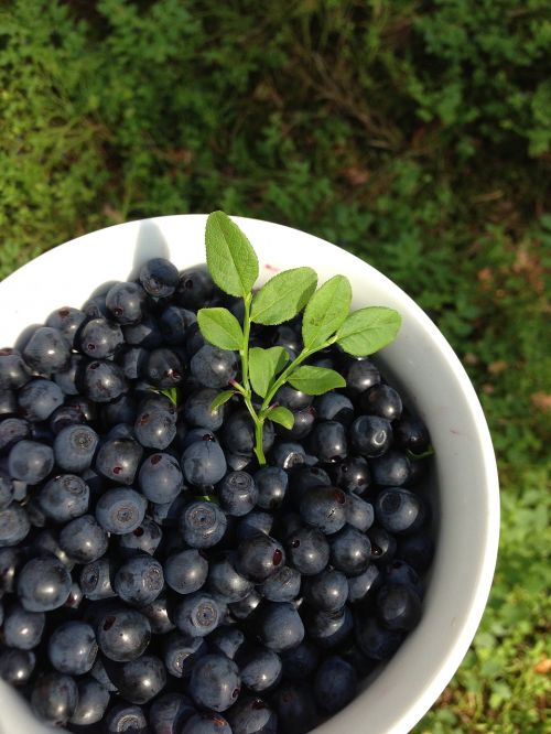 berries blueberries summer