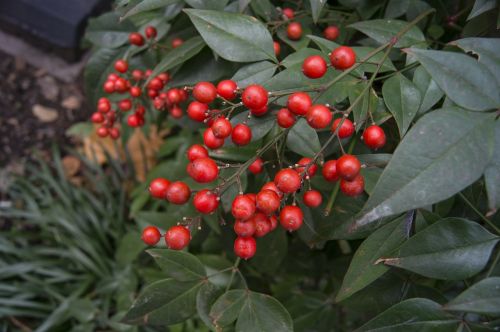 berries plants botany