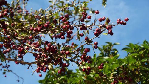 berries sky trees