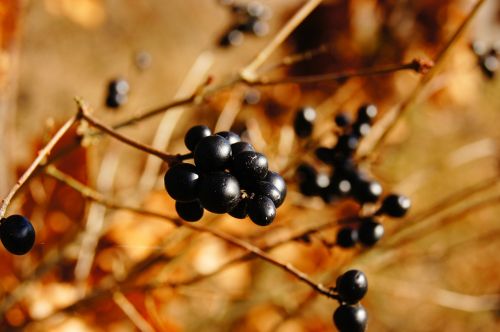 berries nature autumn