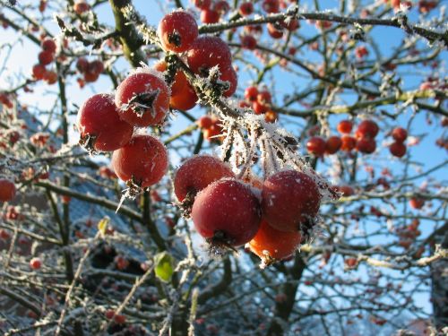 berries frost winter