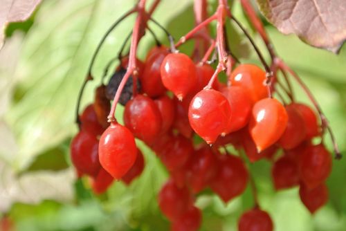berries red rowan
