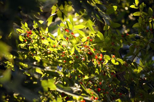 berries poison poisonous