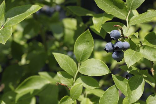 berries plant nature