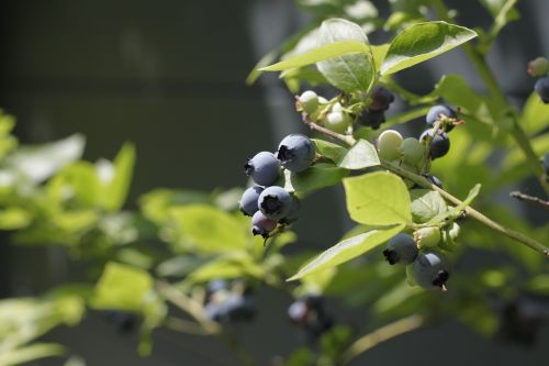 berries nature blue