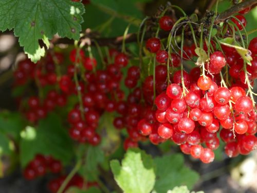 berries cranberry fruit