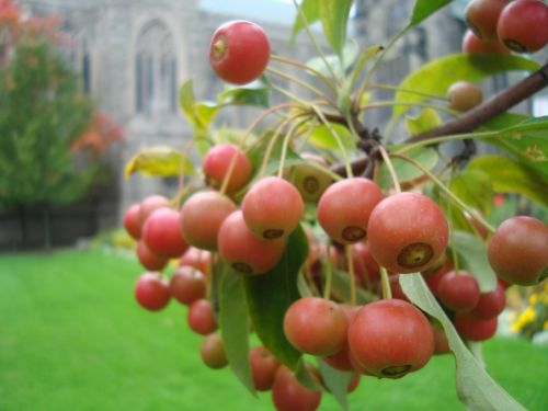 berries red fruit