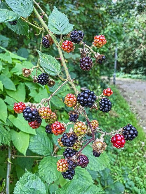 berries flowers roses