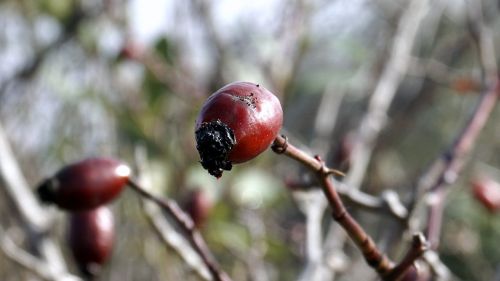 berries red rosehip