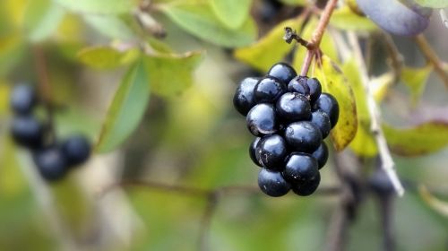 berries black wild