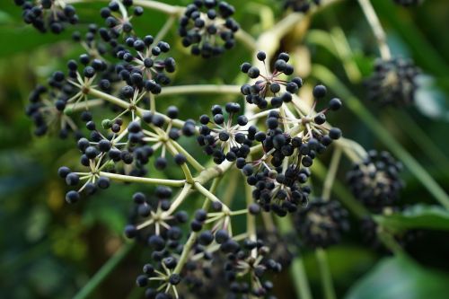 berries design of nature black ball fruit