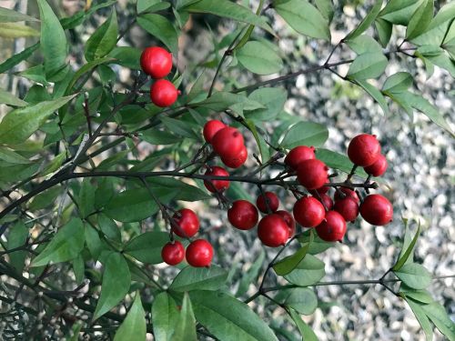 berries nature red