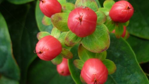 berries red small