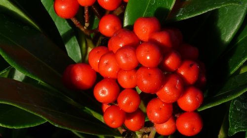 berries ornamental shrub fruits