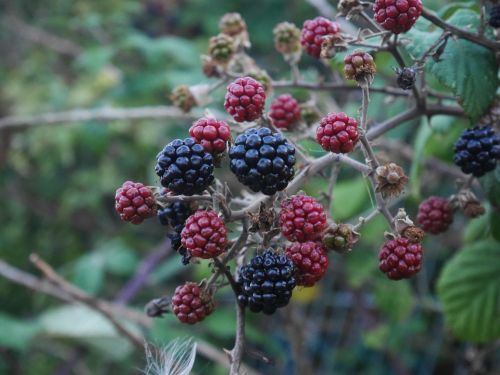 berries summer plant