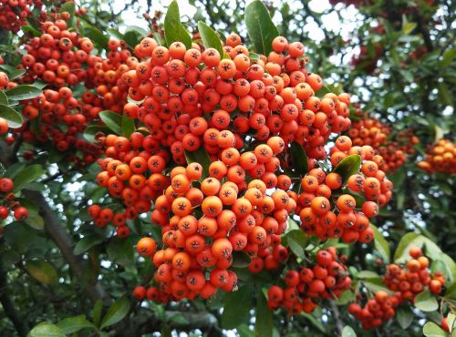 berries forest autumn